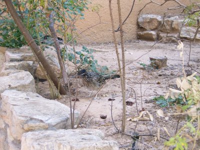 river and zoo 040.JPG