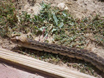 snake and bunny 002.JPG