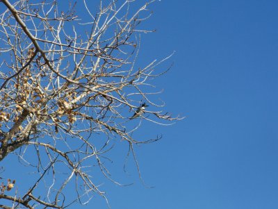 100_4207.JPG
