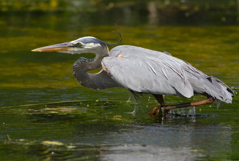 great blue heron