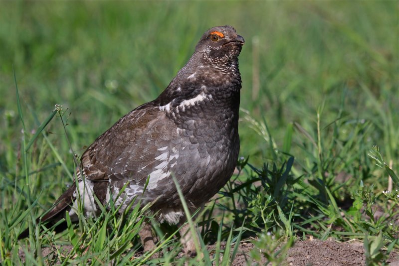 blue grouse calling