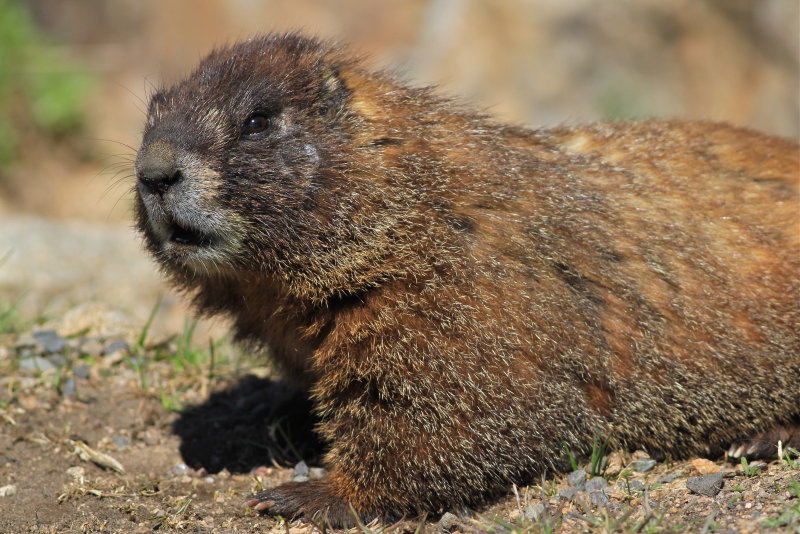 yellow-bellied marmot