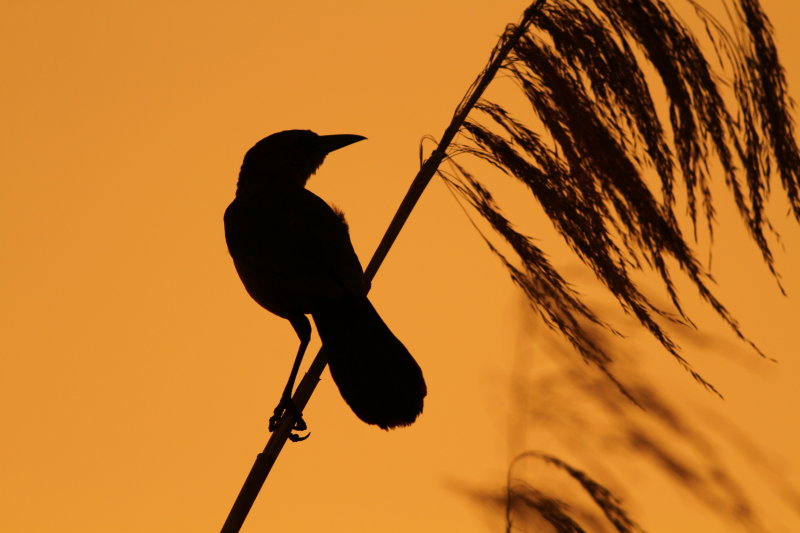 sunset everglades 