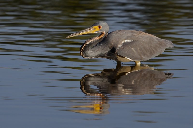 tricolored heron