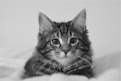 Orlando kitten