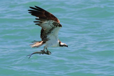 osprey