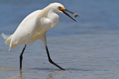 snowy egret