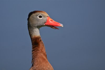 black-bellied whistling duck