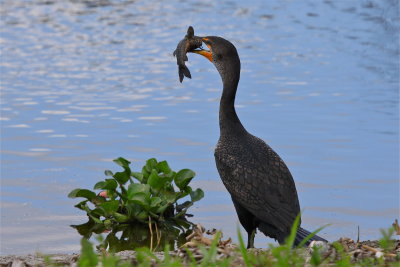 double crested cormorant