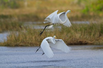 great white heron