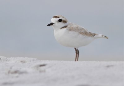 snowy plover