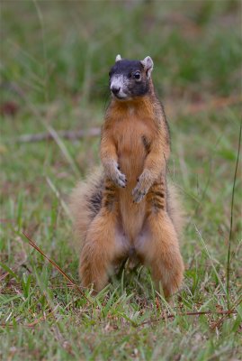 eastern fox squirrel