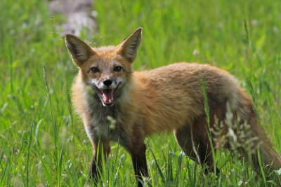 red fox