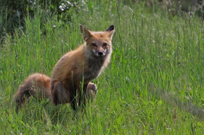 red fox