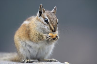 chipmunk