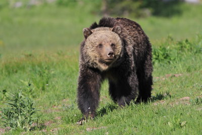 grizzly bear