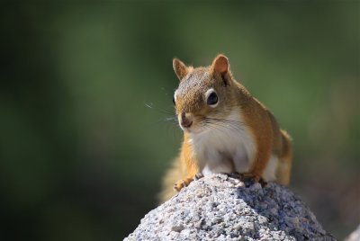 red squirrel