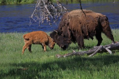 young bison playing