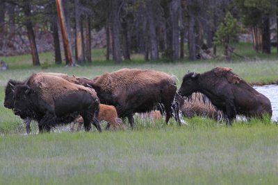  bison in yellowstone park