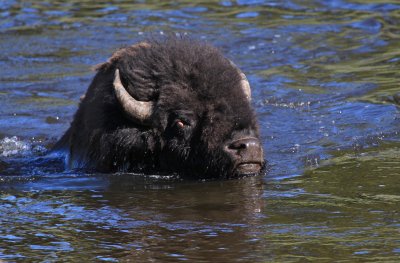 swimming bison in Yellowstone NP