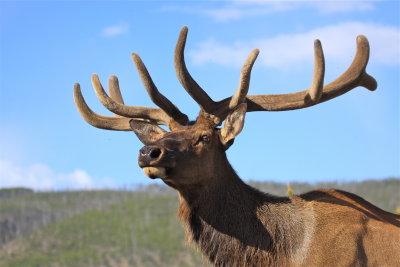 elk in yellowstone park