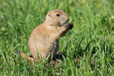  prairie dog