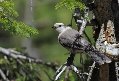 gray jay