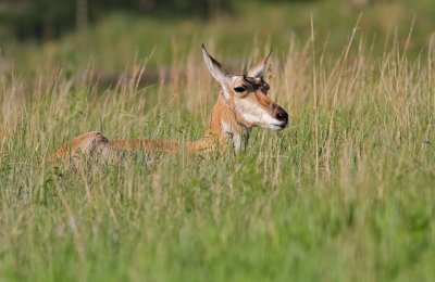 pronghorn