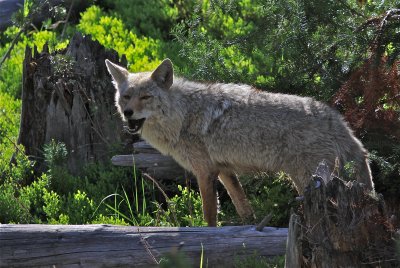 coyote eating a vole