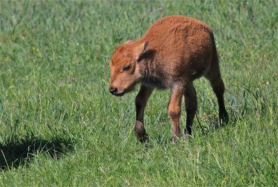 young bIson  