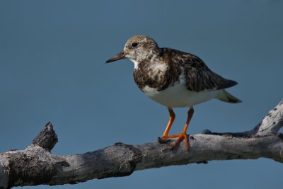 ruddy turnstone