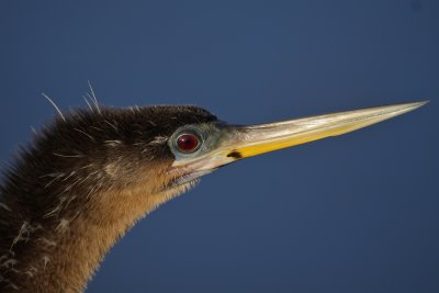 anhinga