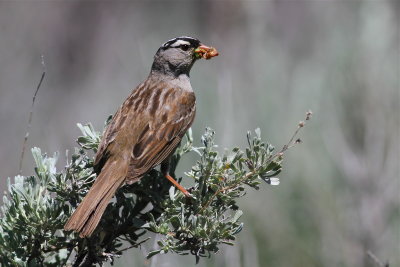 white crowned sparrow