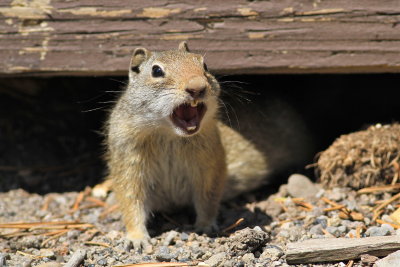 unita ground squirrel