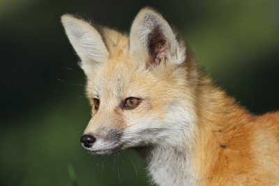 red fox