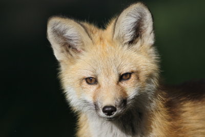 red fox cub