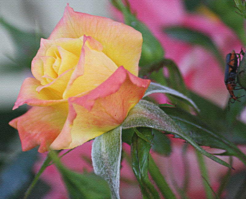 The Rose....