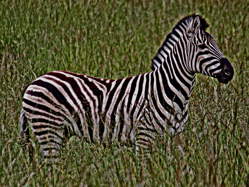 Zebra