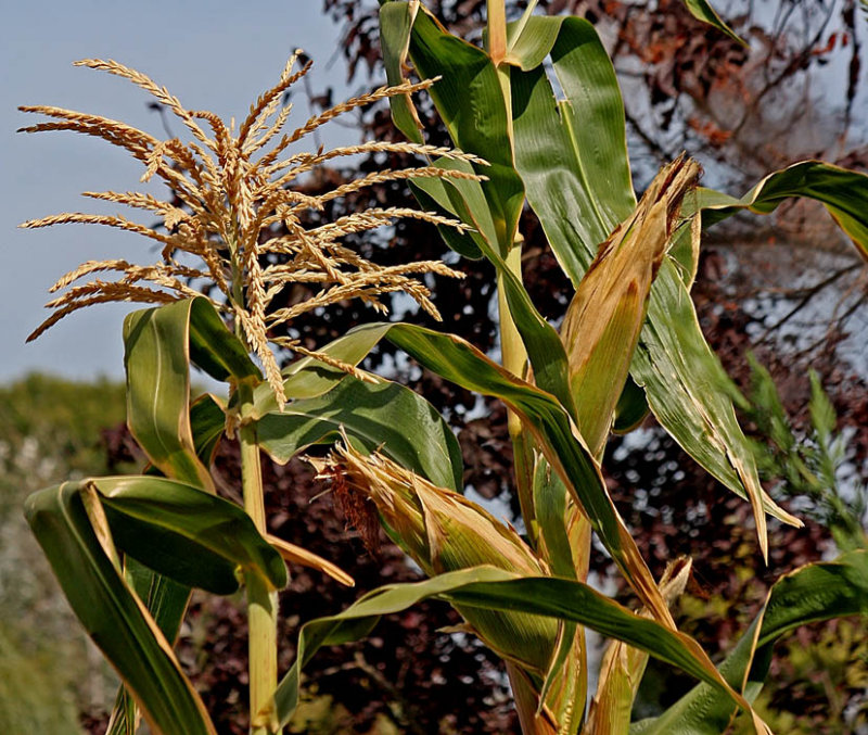 Corn Stalks