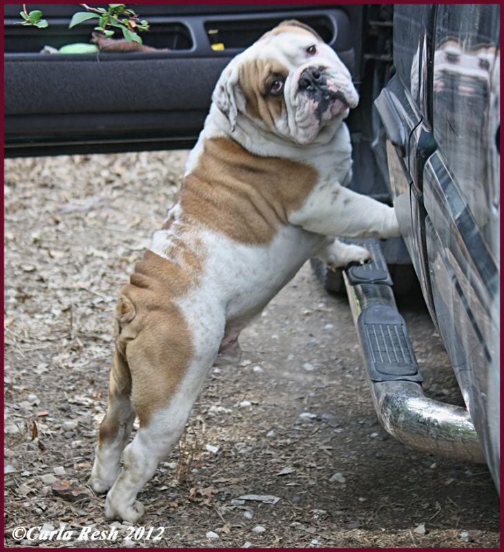 Can I come with you?