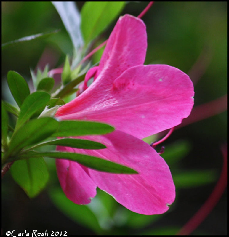 Pink Azalea