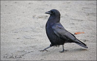 and the Crow said.....Walk this way.....