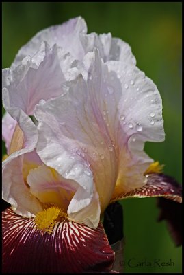 Garden Beauty...