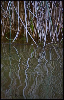 Wavey reflections.....