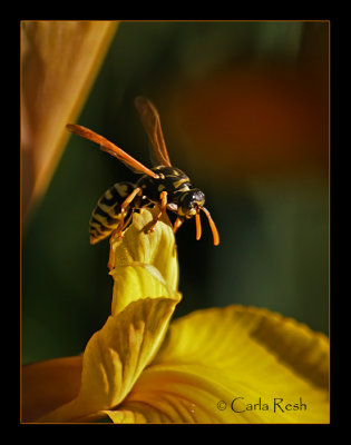 Yellow on Yellow....