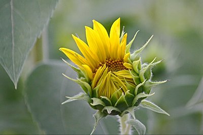 Sunflower in the making....