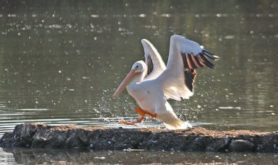 Lone Pelican