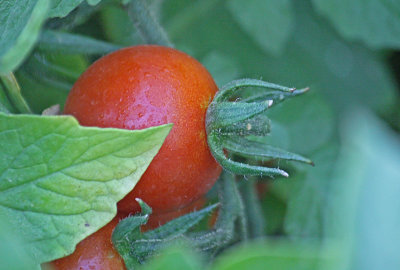 Cherry Tomato