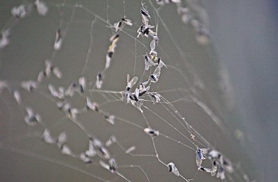 Caught in the Web