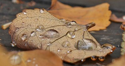 Water Droplets after the rain